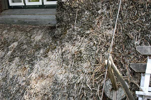 Premature ageing of a thatched roof caused by permanent moisture.