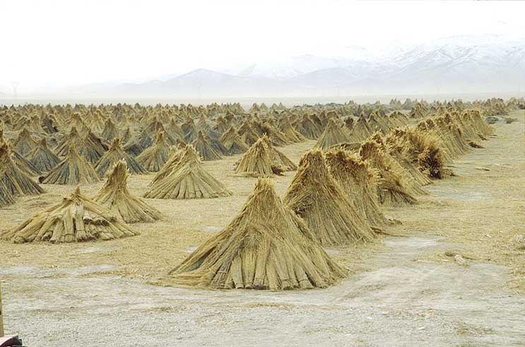 Sheaves of reed left to dry in pyramids