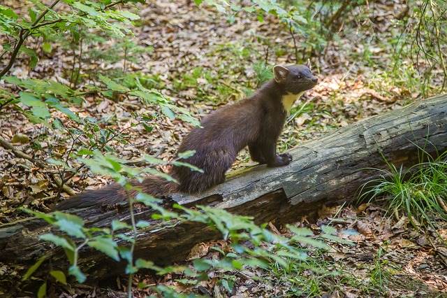 So vermeiden Sie unerwünschten Besuch durch Marder in Ihrem